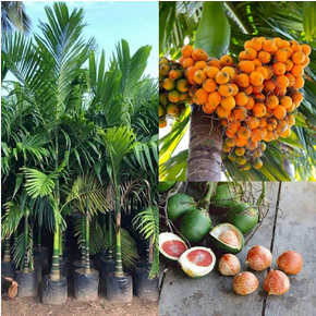 Arecanut Palm Plant