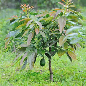 Avocado Fruit Plant
