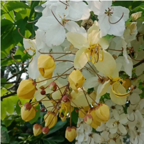 Cassia Fistula White