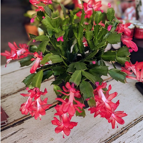 Christmas Cactus Plant