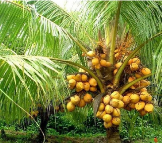 Coconut Tree Plants