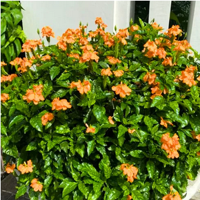 Crossandra Plant1
