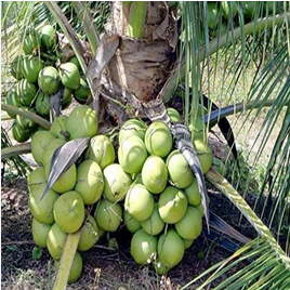 Ganga Bondam Coconut Plant
