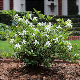 Gardenia Ananta Plant