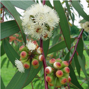 Hybrid Eucalyptus Plants
