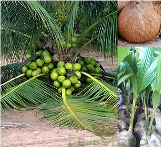 Natural Coconut Plant