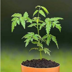 Neem Tree Plant
