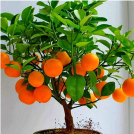 Orange Fruit Plant1