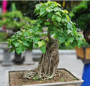 Peepal Bodhi Plant