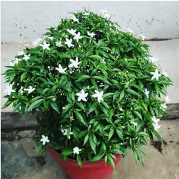Pinwheel Flower Plant