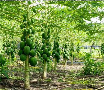 Seedless Lemon Plants5