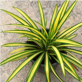 Well Drained Pandanus Plant