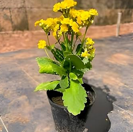 Yellow Kalanchoe4